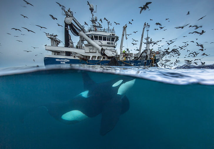 เรือสำราญในเนื้อน้ำธรรมชาติภูมิทัศน์น้ำ National Geographic ทะเลสัตว์นกปลาวาฬใต้น้ำตกปลาเรือการแข่งขันปี 2016 นอร์เวย์, วอลล์เปเปอร์ HD
