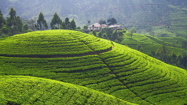 field, Hill, landscape, Sri Lanka, Terraced Field, HD wallpaper