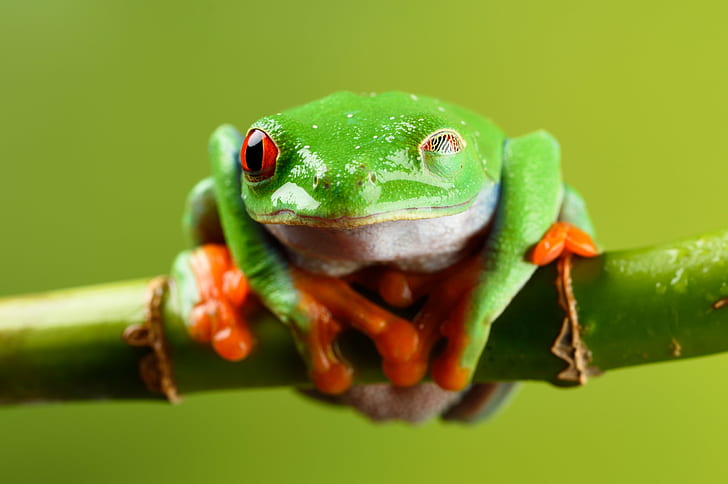 green and orange frog on stick, I'm Still Here, green, orange, red eyed tree frog, Nikon D810, Captive, Light, reptile, Tamron, 90mm, Macro, frog, animal, nature, amphibian, green Color, tree Frog, wildlife, close-up, HD wallpaper