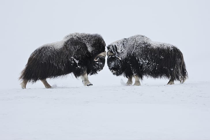 Norway, clash, front the resolution of problems, clarification of interests, February 2009, The musk oxen, or the musk ox (Ovibos moschatus, confrontation face to face, Muskox), HD wallpaper