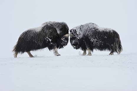  Norway, clash, front the resolution of problems, clarification of interests, February 2009, The musk oxen, or the musk ox (Ovibos moschatus, confrontation face to face, Muskox), HD wallpaper HD wallpaper