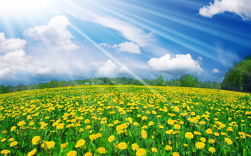 sarı çiçek alanları, yaz, gökyüzü, ışık, çayır, karahindiba, HD masaüstü duvar kağıdı HD wallpaper