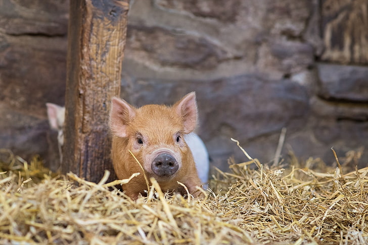돼지, 동물, HD 배경 화면