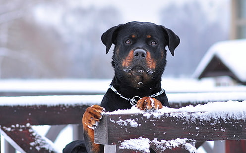 adulte rottweiler brun et noir, rottweiler, chien, neige, collier, yeux, Fond d'écran HD HD wallpaper