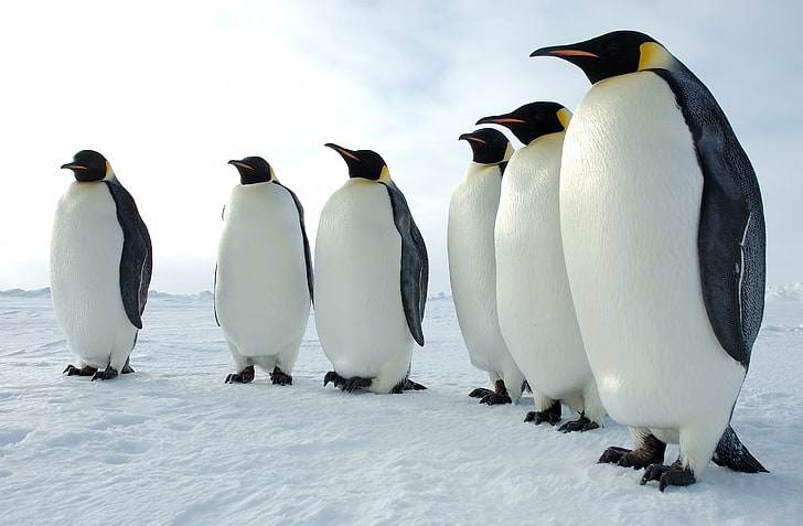 vestido sin mangas blanco para mujer, animales, pingüinos, nieve, Fondo de pantalla HD