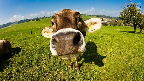 Vache, Animal, animaux, 1920x1080, vaches, Fond d'écran HD HD wallpaper