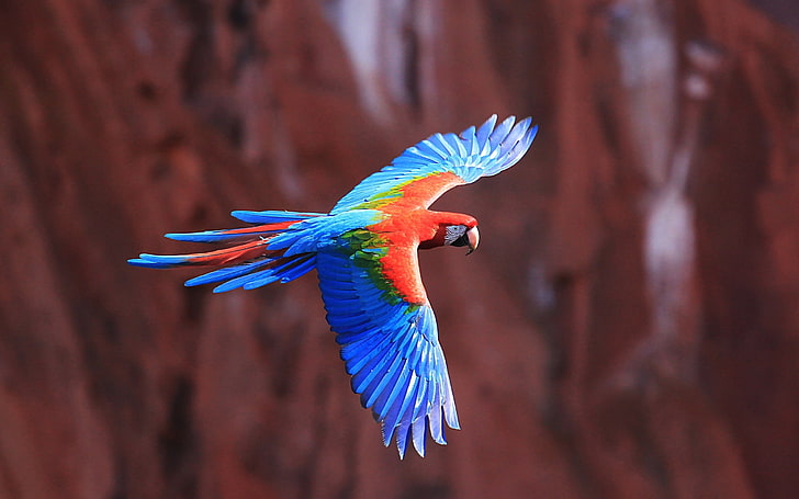 Macaw parrot flying-Animal Photos HD Wallpaper, HD wallpaper