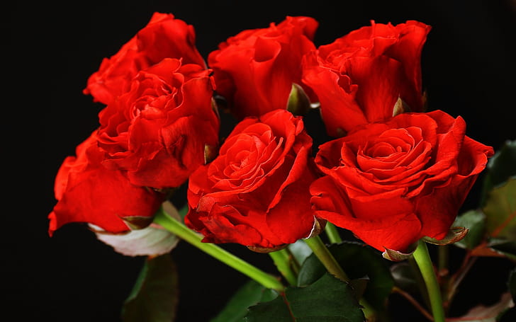 Red Roses Flower Bouquet Love Romance Emotions Girls Lovers Couples Woman Happy, HD wallpaper