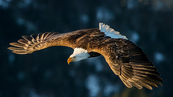 bird, fly, eagle, bird of prey, flying, bald eagle, feather, wing, HD wallpaper HD wallpaper