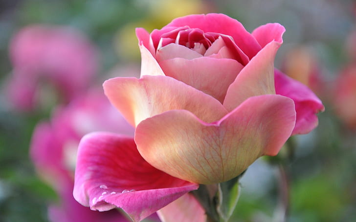 Pink rose, petals, bud, macro close-up, Pink, Rose, Petals, Bud, Macro, HD wallpaper