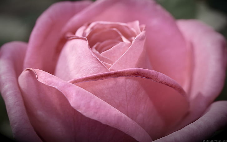 Uma rosa suave de cor rosa, diversão e felicidade, graça, eis, 3d e abstrato, HD papel de parede