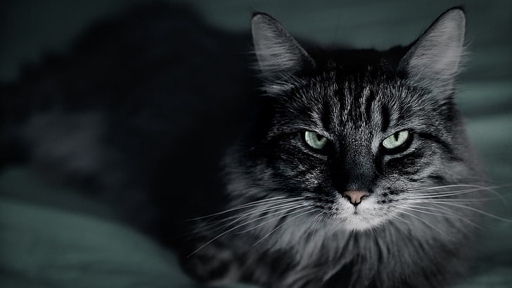 قطة سوداء ورمادية طويلة المغلفة ، قطة ، وجه ، رقيق ، فرو، خلفية HD
