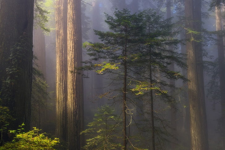 doğa, manzara, orman, sabah, sis, gün ışığı, atmosfer, ağaçlar, California, HD masaüstü duvar kağıdı