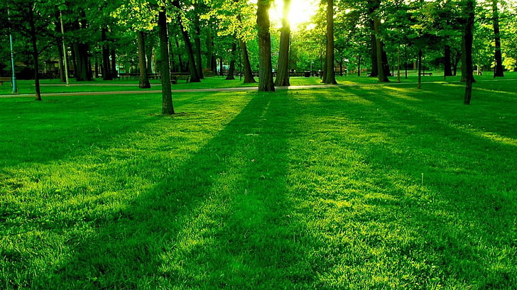 зелени дървета гора трева слънчева светлина 1366x768 Природа Гори HD изкуство, зелено, дървета, HD тапет