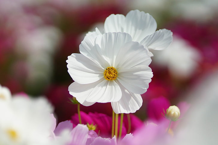 fiori bianchi dell'universo, macro, fiori, rosa, bianco, campo, kosmeya, Sfondo HD