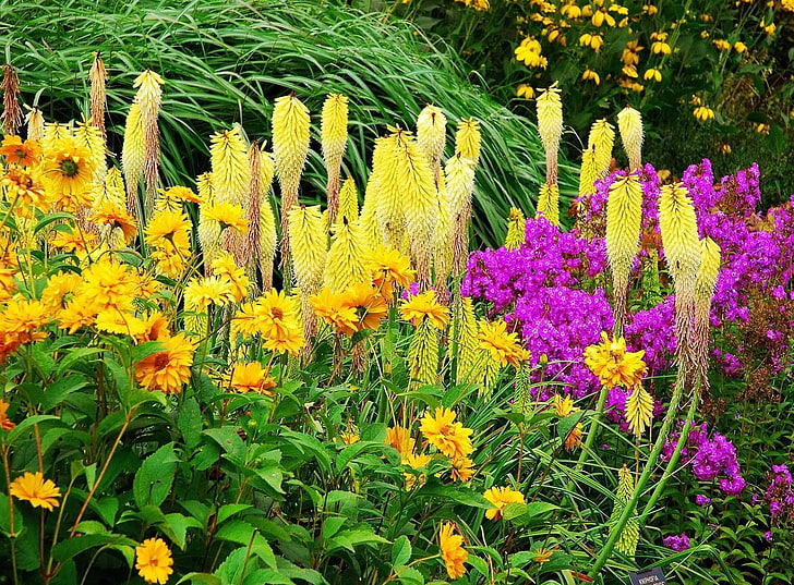 yellow and purple flowers, flowers, flowerbed, colorful, different, fresh herbs, HD wallpaper
