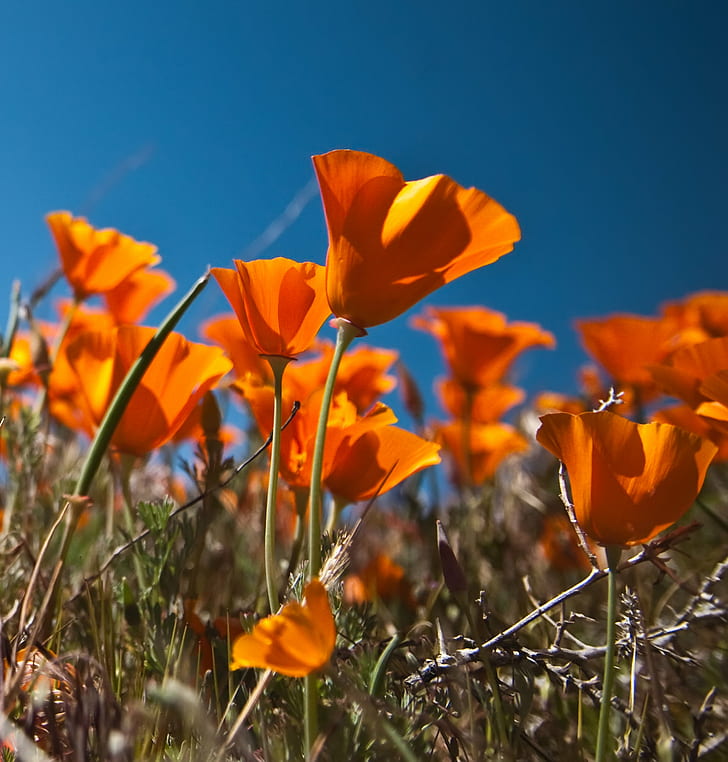 shallow focus photography of orange flowers under blue sky during daytime, Antelope Valley, Poppy, Reserve, shallow focus, photography, orange, flowers, blue sky, daytime, california poppies, lancaster  CA, HDR, Photomatix, nature, flower, yellow, springtime, plant, summer, sky, outdoors, beauty In Nature, field, meadow, HD wallpaper