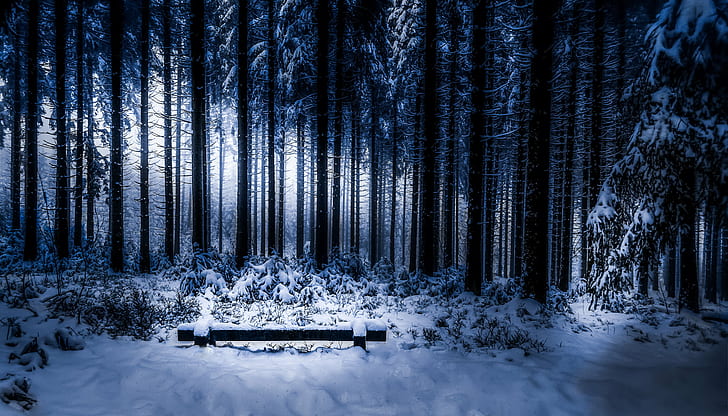 Silhouette der Bäume, kalt, deine Liebe, warm, Silhouette, Bäume, Landschaft, Wald, Baum, Winter, Natur, Schnee, Wald, draußen, kalt - Temperatur, Jahreszeit, Frost, Landschaften, HD-Hintergrundbild