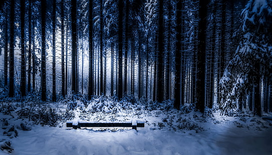 silueta de árboles, frío, tu amor, cálido, silueta, árboles, paisaje, bosque, árbol, invierno, naturaleza, nieve, bosque, al aire libre, frío - Temperatura, temporada, heladas, paisajes, Fondo de pantalla HD HD wallpaper