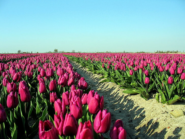 pink tulip flower field, tulips, flowers, plantation, sky, road, shadow, HD wallpaper