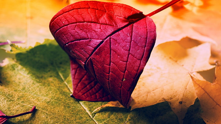 red leaf, leaf, fall, fallen, dry, HD wallpaper