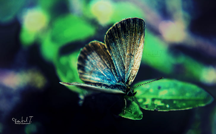 Motyl, pospolity niebieski motyl, Aero, makro, kolorowy, zielony, piękny, naturalny, nikon, mucha, owady, motyl, Tapety HD