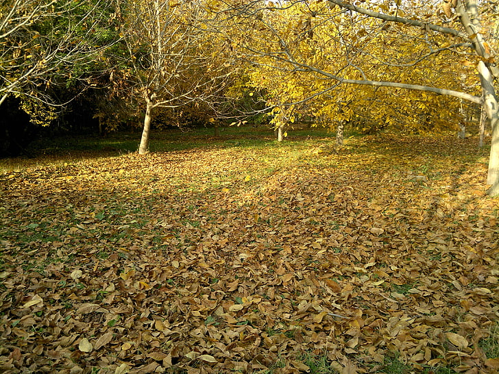 лесные деревья, осень, деревья, опавшие листья, на улице, HD обои