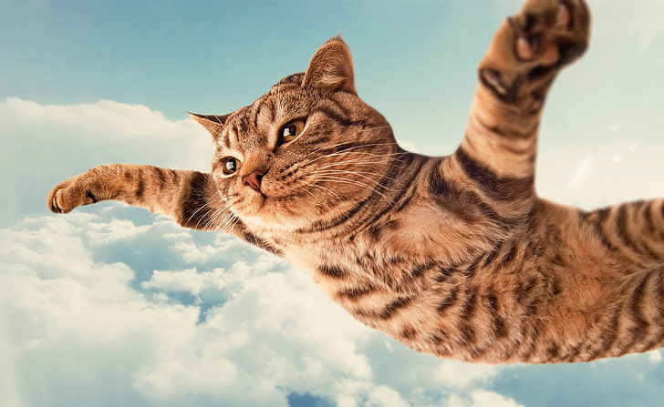 I Belive I Can Fly HD Wallpaper, gray tabby cat, Funny, Belive, HD wallpaper