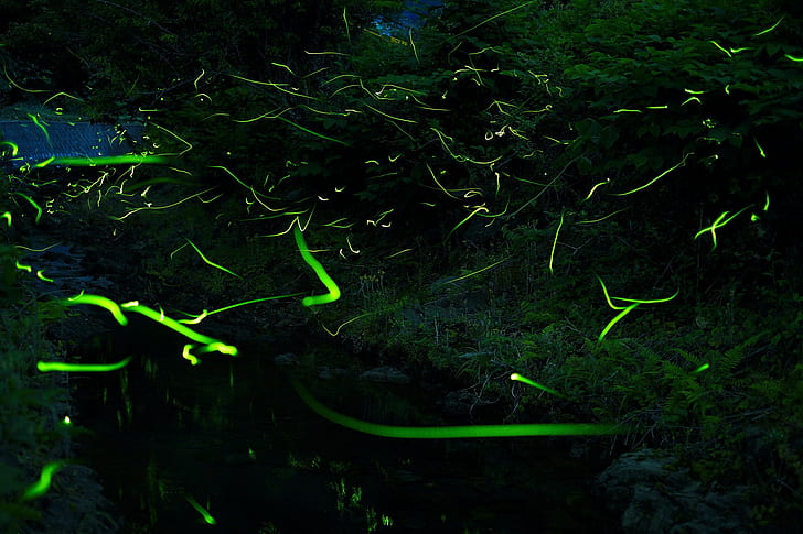 Fireflies, Forest, Nature, Photography, fireflies, forest, nature, photography, 2048x1365, HD wallpaper