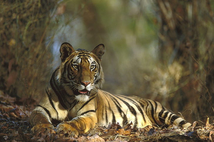 Бенгальский тигр отдыхает, бенгальский тигр отдыхает, Индия, национальный парк Бандхавгарх, животные, HD обои