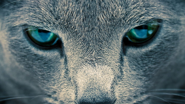 การถ่ายภาพระยะใกล้ของแมวแมวดวงตาสัตว์, วอลล์เปเปอร์ HD
