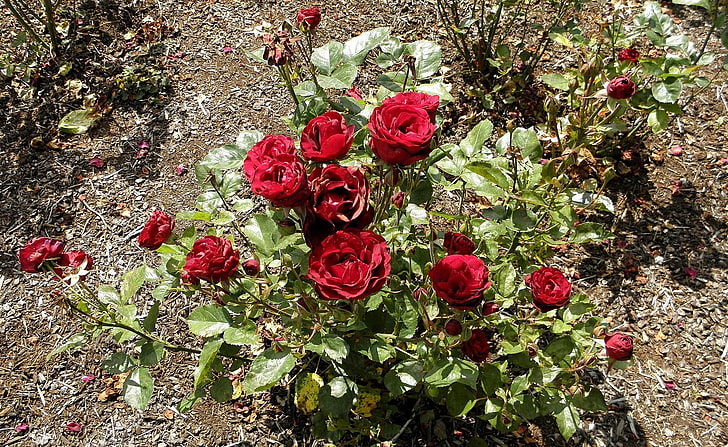rosas rojas, rosas, jardín, fertilizantes, sol, sombra, Fondo de pantalla HD