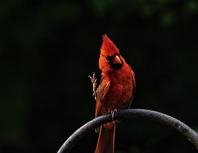  red, bird, cardinal, Angry Birds, Red Cardinal, HD wallpaper HD wallpaper