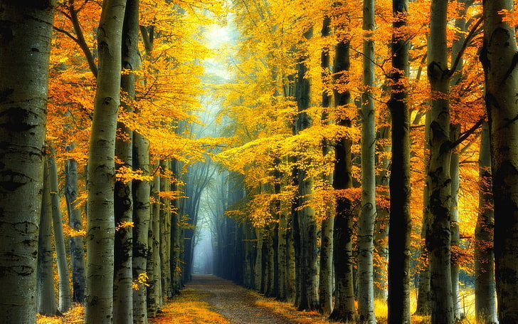 pohon berdaun kuning, alam, lanskap, musim gugur, berwarna-warni, hutan, dongeng, jalan, kabut, pohon, kuning, daun, Wallpaper HD