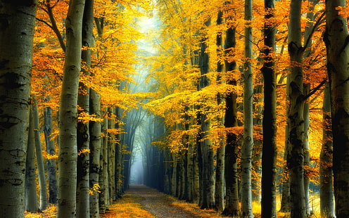 yellow leafed trees, nature, landscape, fall, colorful, forest, fairy tale, road, mist, trees, yellow, leaves, HD wallpaper HD wallpaper