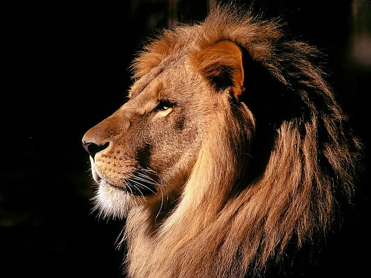 brown lion, lion, profile, mane, shadow, HD wallpaper