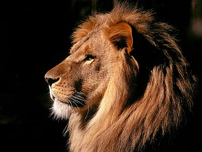 коричневый лев, лев, профиль, грива, тень, HD обои HD wallpaper