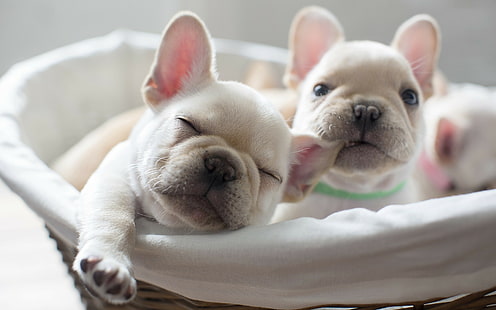 Cuccioli, comfort, cuccioli di bulldog francese fulvo e bianco, cani, cuccioli, comfort, Sfondo HD HD wallpaper