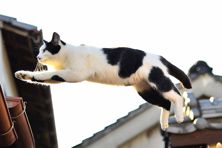 cat, jump, Koshak, Tomcat, HD wallpaper