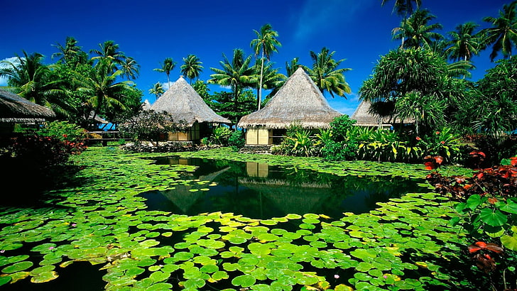 Exotic Resort Bungalow Pool Lotus Flower Green Leaves Palm Trees Hd Desktop Wallpaper For Mobile Phones Tablet And Pc 3840 × 2160, Fond d'écran HD