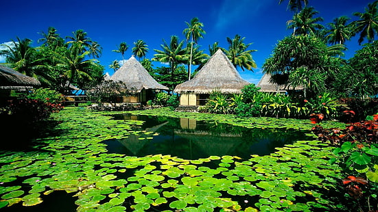 Exotic Resort Bungalow Pool Lotus Flower Green Leaves Palm Trees Hd Papel de parede para telefones móveis Tablet E Pc 3840 × 2160, HD papel de parede HD wallpaper