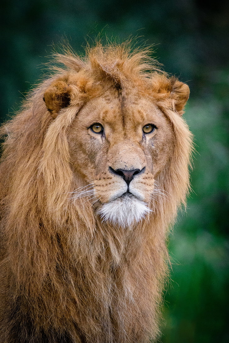 león marrón, león, rey de las bestias, hocico, Fondo de pantalla HD, fondo de pantalla de teléfono
