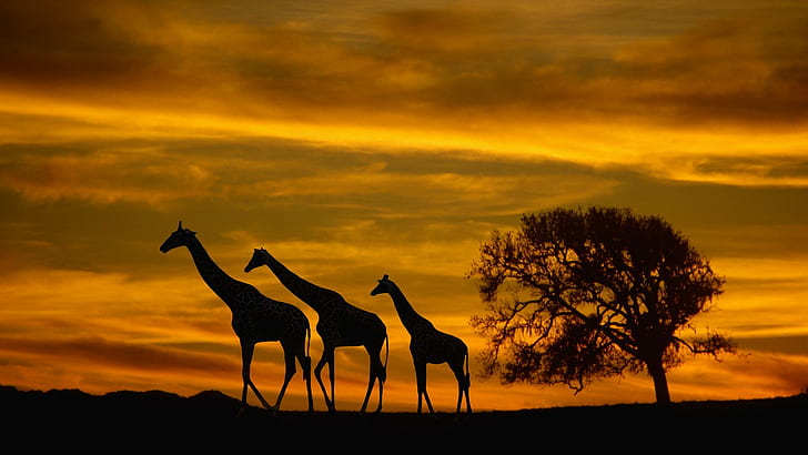 Африка, жирафи, животни, дива природа, залез, силует, облаци, небе, дървета, природа, HD тапет