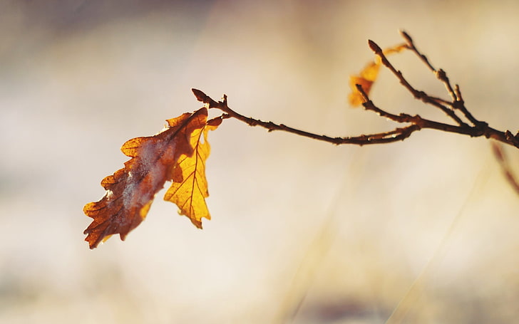 foglia d'arancio, ramo, secco, autunno, foglie, Sfondo HD
