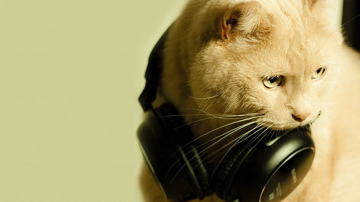 изображение за слушалки за ушни котки, HD тапет