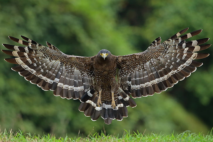 bird, wings, hawk, Great crested snake eagle, HD wallpaper
