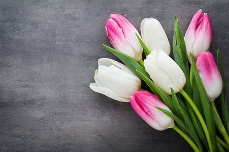 white and pink tulips, flowers, bouquet, tulips, pink, white, fresh, beautiful, spring, HD wallpaper HD wallpaper
