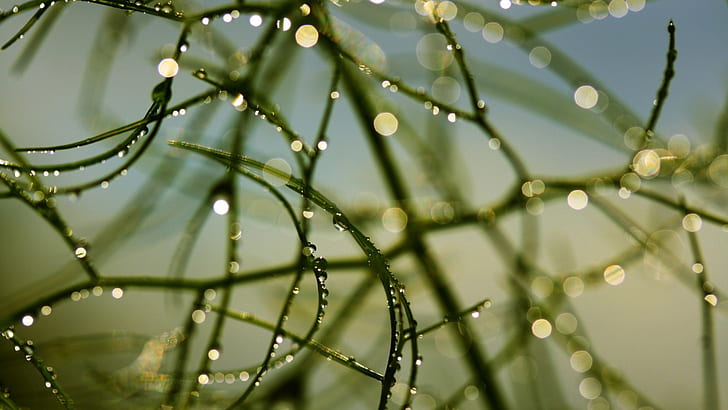nature trees plants sunlight water drops macro depth of field branches sunshine movie 1920x1080 Nature Fields HD Art , nature, Trees, HD wallpaper