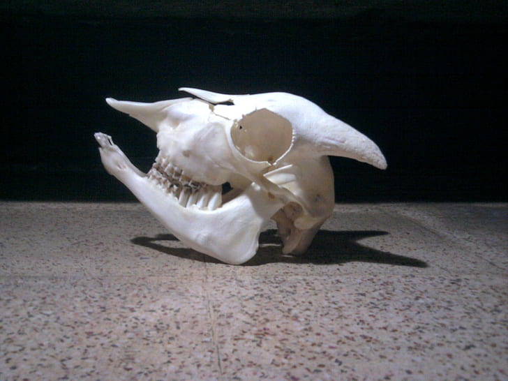 X264의 또 다른 걸작, 염소, 두개골, 뼈, x264, 동물, HD 배경 화면