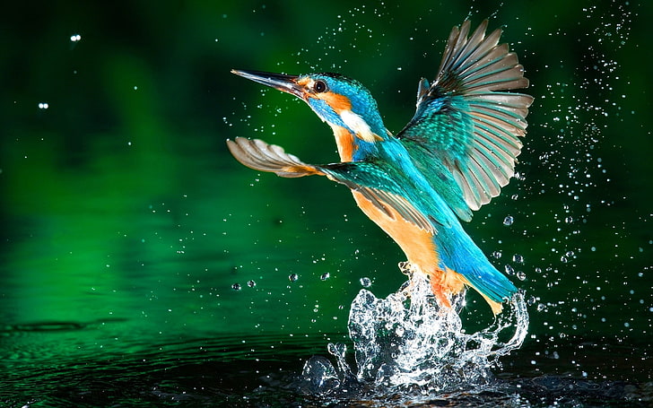синий и коричневый колибри, зимородок, вода, брызги, птицы, HD обои